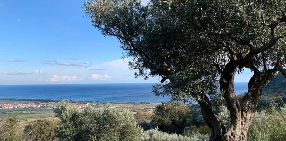 Scorcio del mare Ionio visto attraverso i rami degli ulivi a Copanello
